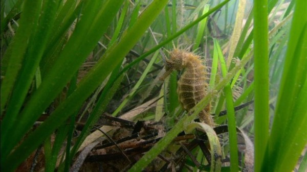 UK's first marine park in Plymouth 'to lead way in ocean innovation'
 
UK's first marine park in Plymouth 'to lead way in ocean innovation'