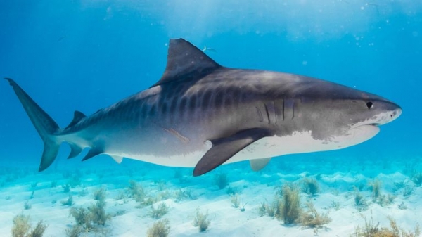 Next 10 years crucial as oceans lose oxygen with potentially dire effects, says new study
 
Next 10 years crucial as oceans lose oxygen with potentially dire effects, says new study