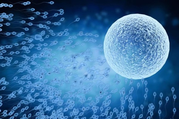 Fertility treatments might increase heart defect risk in babies Fertility treatments might increase heart defect risk in babies