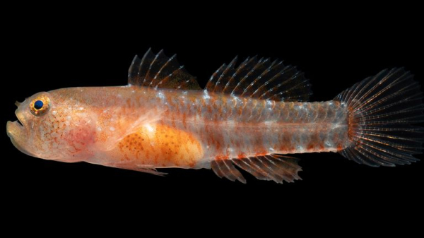 New 'grumpy' fish species discovered in the Red Sea New 'grumpy' fish species discovered in the Red Sea
