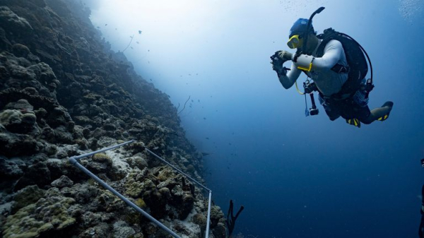 New 'grumpy' fish species discovered in the Red Sea New 'grumpy' fish species discovered in the Red Sea