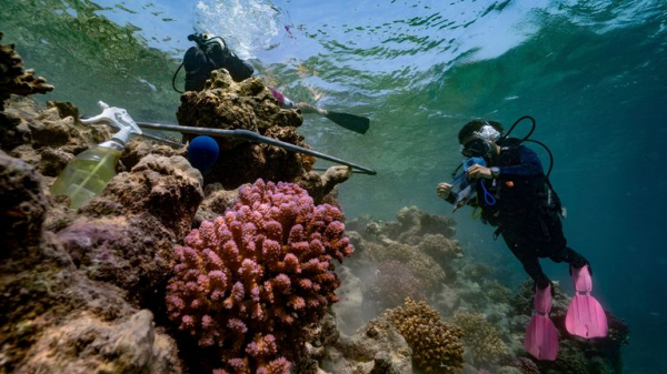 New 'grumpy' fish species discovered in the Red Sea New 'grumpy' fish species discovered in the Red Sea