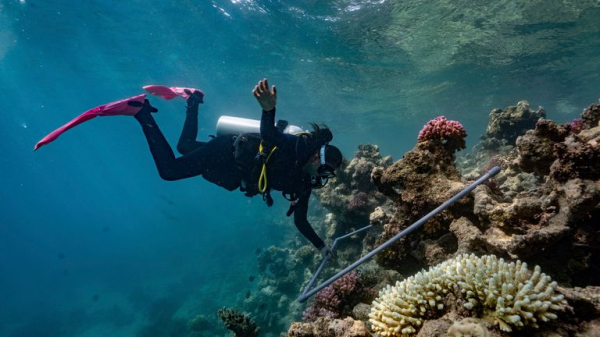 New 'grumpy' fish species discovered in the Red Sea New 'grumpy' fish species discovered in the Red Sea