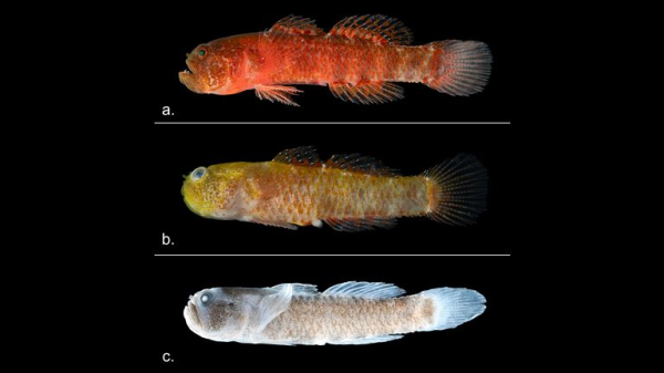 New 'grumpy' fish species discovered in the Red Sea New 'grumpy' fish species discovered in the Red Sea