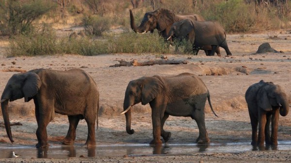Zimbabwe to cull 200 wild elephants to feed communities facing severe hunger during drought Zimbabwe to cull 200 wild elephants to feed communities facing severe hunger during drought