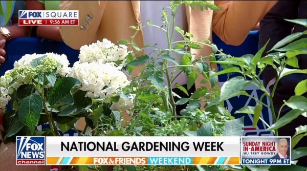 To reduce dementia risk, seniors should take up this outdoor activity, study suggests To reduce dementia risk, seniors should take up this outdoor activity, study suggests