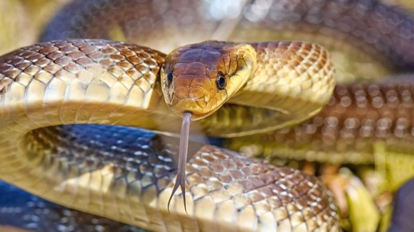 Aesculapian snake that grows up to 2 metres in length 'living in UK attics and walls' Aesculapian snake that grows up to 2 metres in length 'living in UK attics and walls'
