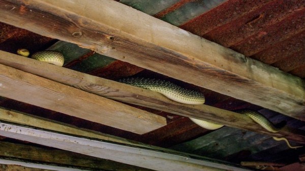 Aesculapian snake that grows up to 2 metres in length 'living in UK attics and walls' Aesculapian snake that grows up to 2 metres in length 'living in UK attics and walls'