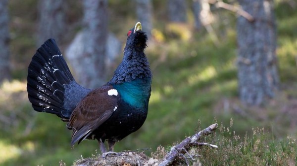 Emergency plan to save capercaillie in Cairngorms National Park Emergency plan to save capercaillie in Cairngorms National Park