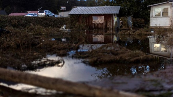 Hurricane Helene: Allergy warning as floods stir up swarms of wasps Hurricane Helene: Allergy warning as floods stir up swarms of wasps