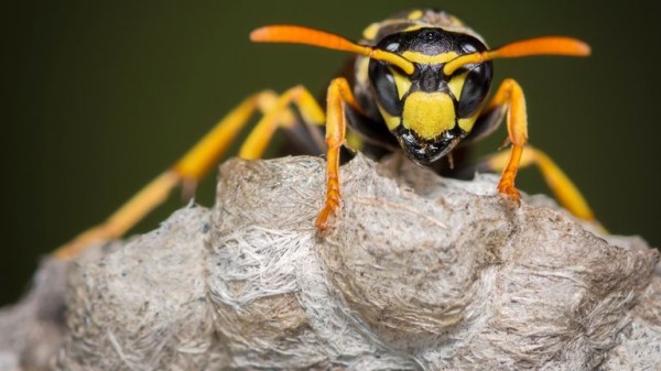 Hurricane Helene: Allergy warning as floods stir up swarms of wasps Hurricane Helene: Allergy warning as floods stir up swarms of wasps