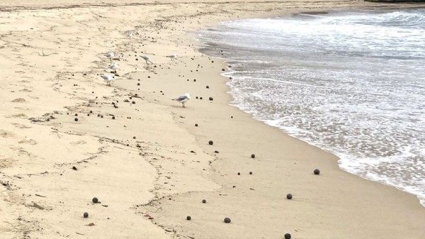 Mystery tar balls wash up on Sydney beaches forcing seven to close Mystery tar balls wash up on Sydney beaches forcing seven to close