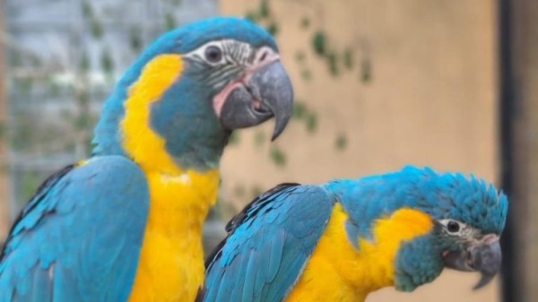 Parrots missing from London Zoo found behind Cambridgeshire family's garden