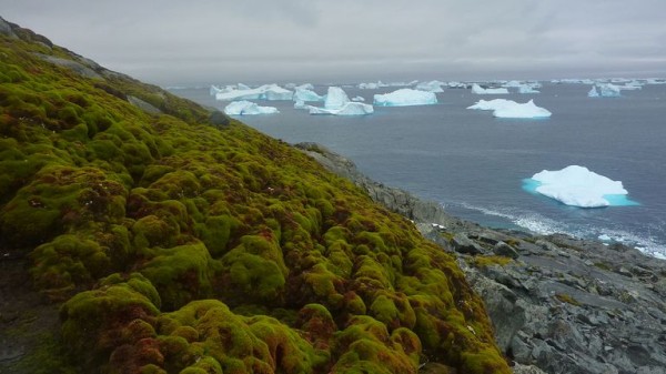 Parts of Antarctica are turning green faster than we thought from climate change, 'shocked' scientists say