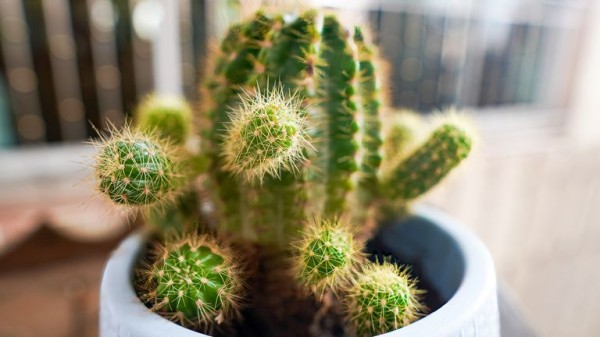 Prickly mayor bans cactus plants in buildings  Prickly mayor bans cactus plants in buildings