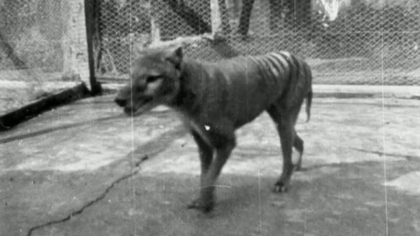 Scientists claim breakthrough to bringing back Tasmanian tiger from extinction Scientists claim breakthrough to bringing back Tasmanian tiger from extinction