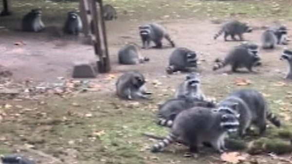 Woman forced to flee after around 100 raccoons besiege home demanding food in US state of Washington Woman forced to flee after around 100 raccoons besiege home demanding food in US state of Washington