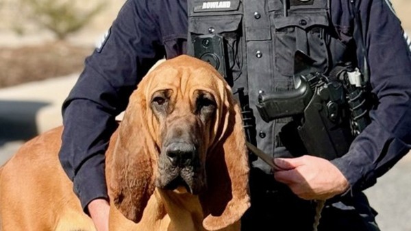 Dogs who comfort sick children, leap out of helicopters are nominated for American Humane award