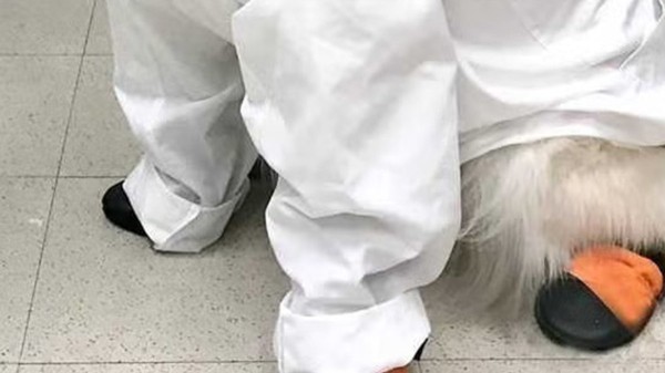 Dogs who comfort sick children, leap out of helicopters are nominated for American Humane award