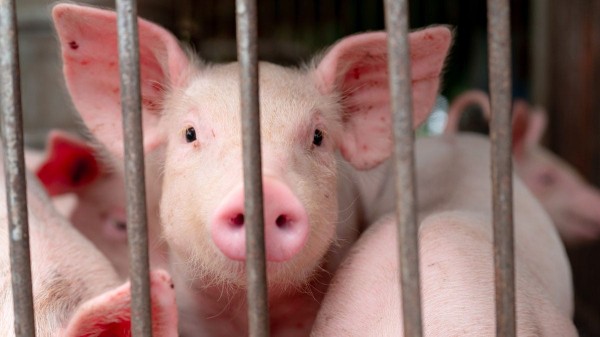 Pig infected with bird flu for first time in US, health officials confirm