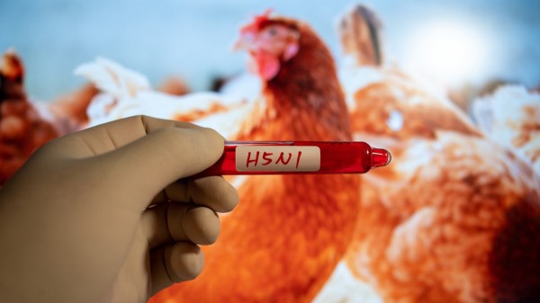 Bird flu surges in several US states with reports of new outbreaks: 'Getting worse' Bird flu surges in several US states with reports of new outbreaks: 'Getting worse'
