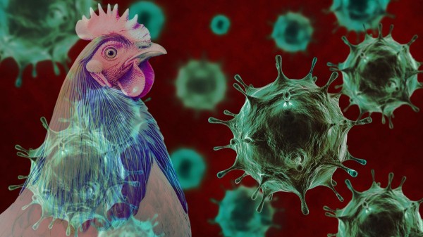 Bird flu surges in several US states with reports of new outbreaks: 'Getting worse' Bird flu surges in several US states with reports of new outbreaks: 'Getting worse'