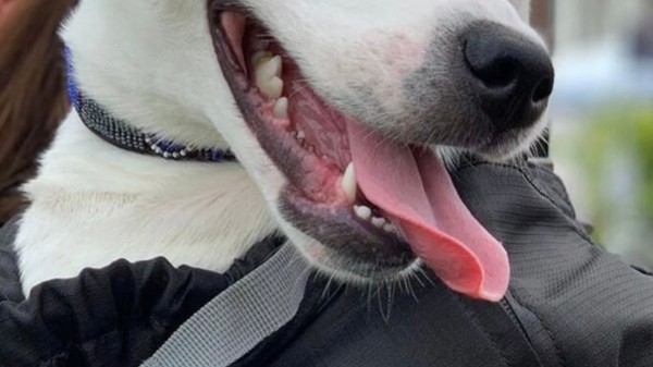 Dogs who comfort sick children, leap out of helicopters are nominated for American Humane award