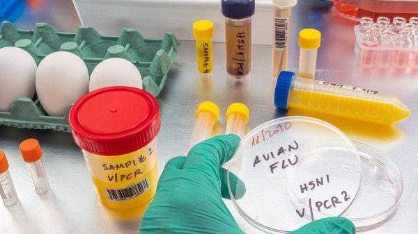 Pig infected with bird flu for first time in US, health officials confirm