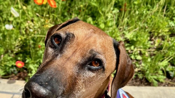 Dogs who comfort sick children, leap out of helicopters are nominated for American Humane award