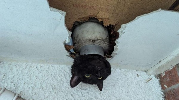 Cat wriggles through drainpipe - but with less-than-purrfect results Cat wriggles through drainpipe - but with less-than-purrfect results