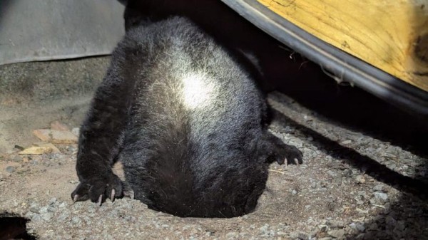 Cat wriggles through drainpipe - but with less-than-purrfect results Cat wriggles through drainpipe - but with less-than-purrfect results