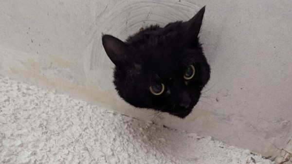 Cat wriggles through drainpipe - but with less-than-purrfect results Cat wriggles through drainpipe - but with less-than-purrfect results