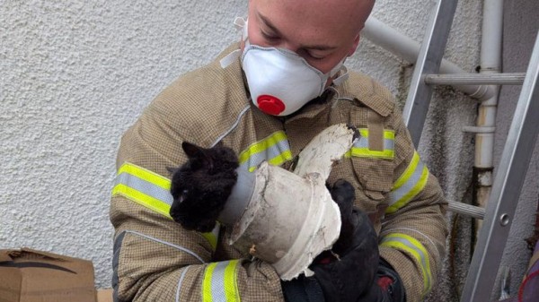 Cat wriggles through drainpipe - but with less-than-purrfect results Cat wriggles through drainpipe - but with less-than-purrfect results