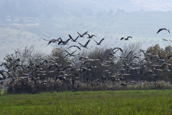 CDC confirms first child in United States infected with bird flu