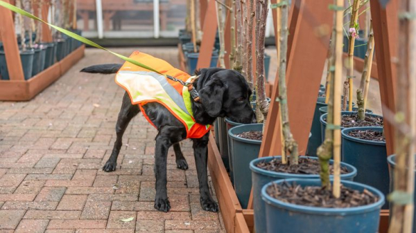 Detective dog sniffs out tree disease in the UK for first time Detective dog sniffs out tree disease in the UK for first time