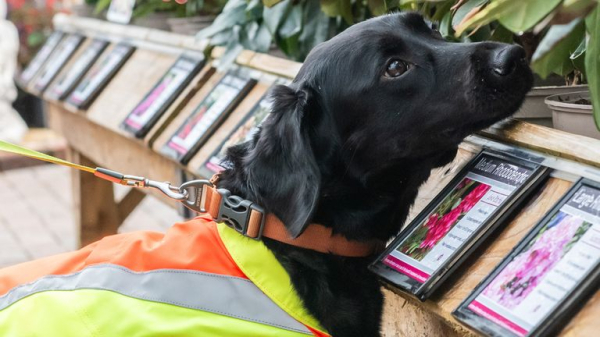 Detective dog sniffs out tree disease in the UK for first time Detective dog sniffs out tree disease in the UK for first time