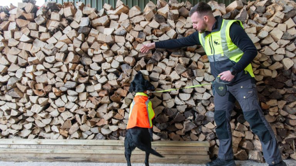 Detective dog sniffs out tree disease in the UK for first time Detective dog sniffs out tree disease in the UK for first time