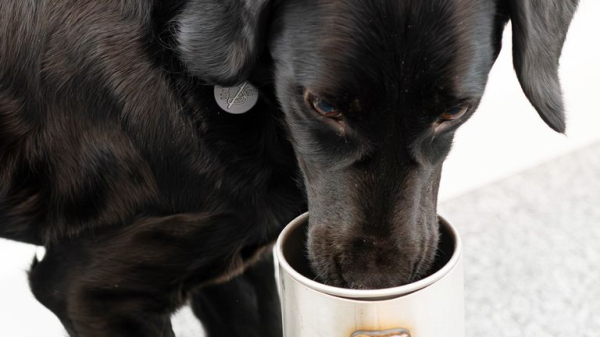 Detective dog sniffs out tree disease in the UK for first time Detective dog sniffs out tree disease in the UK for first time