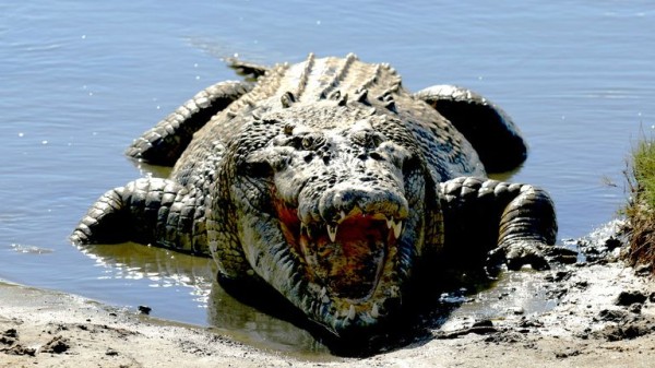 England cricket legend Sir Ian Botham falls into crocodile-infested waters - and is rescued by former rival Merv Hughes