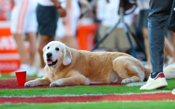 Ben, the famed, beloved dog of college football’s Kirk Herbstreit, has passed away
 
Ben, the famed, beloved dog of college football’s Kirk Herbstreit, has passed away