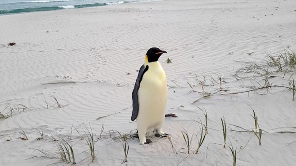 First emperor penguin found in Australia after 2,000-mile journey from Antarctica First emperor penguin found in Australia after 2,000-mile journey from Antarctica