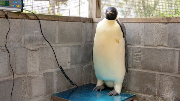 First emperor penguin found in Australia after 2,000-mile journey from Antarctica First emperor penguin found in Australia after 2,000-mile journey from Antarctica