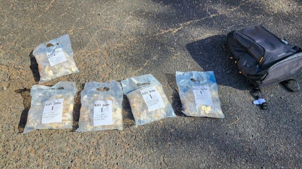 Police in New South Wales recover 40,000 stolen Bluey coins from storage unit Police in New South Wales recover 40,000 stolen Bluey coins from storage unit