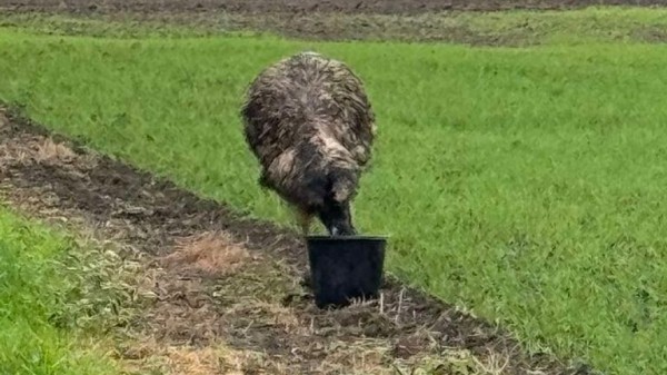 Stop chasing on-the-run emu in your 4x4s, say Lincolnshire police Stop chasing on-the-run emu in your 4x4s, say Lincolnshire police