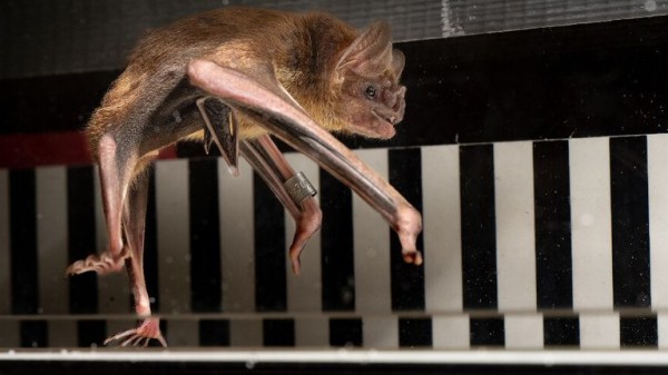 Vampire bats sprint on treadmill as study shows special way they use blood for energy Vampire bats sprint on treadmill as study shows special way they use blood for energy
