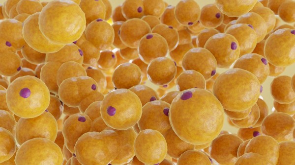 ‘Yo-yo’ weight loss occurs because of this surprising reason ‘Yo-yo’ weight loss occurs because of this surprising reason