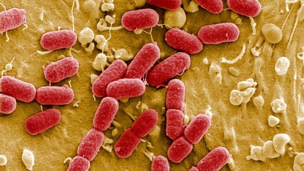 Attempts to create synthetic 'mirror' bacteria must be stopped as it could kill off humans, scientists warn Attempts to create synthetic 'mirror' bacteria must be stopped as it could kill off humans, scientists warn