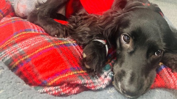 Best dogs of 2024: Good (and bad) boys and girls that made headlines this year Best dogs of 2024: Good (and bad) boys and girls that made headlines this year