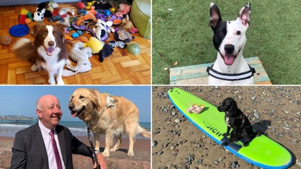 Best dogs of 2024: Good (and bad) boys and girls that made headlines this year Best dogs of 2024: Good (and bad) boys and girls that made headlines this year