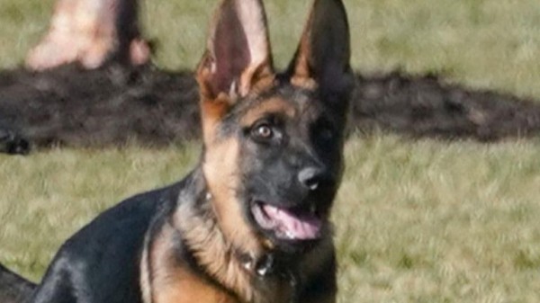 Best dogs of 2024: Good (and bad) boys and girls that made headlines this year Best dogs of 2024: Good (and bad) boys and girls that made headlines this year